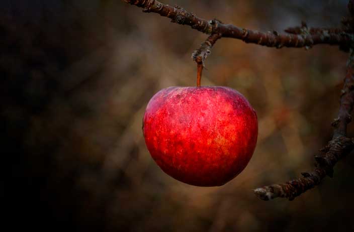 Бунин - Антоновские яблоки